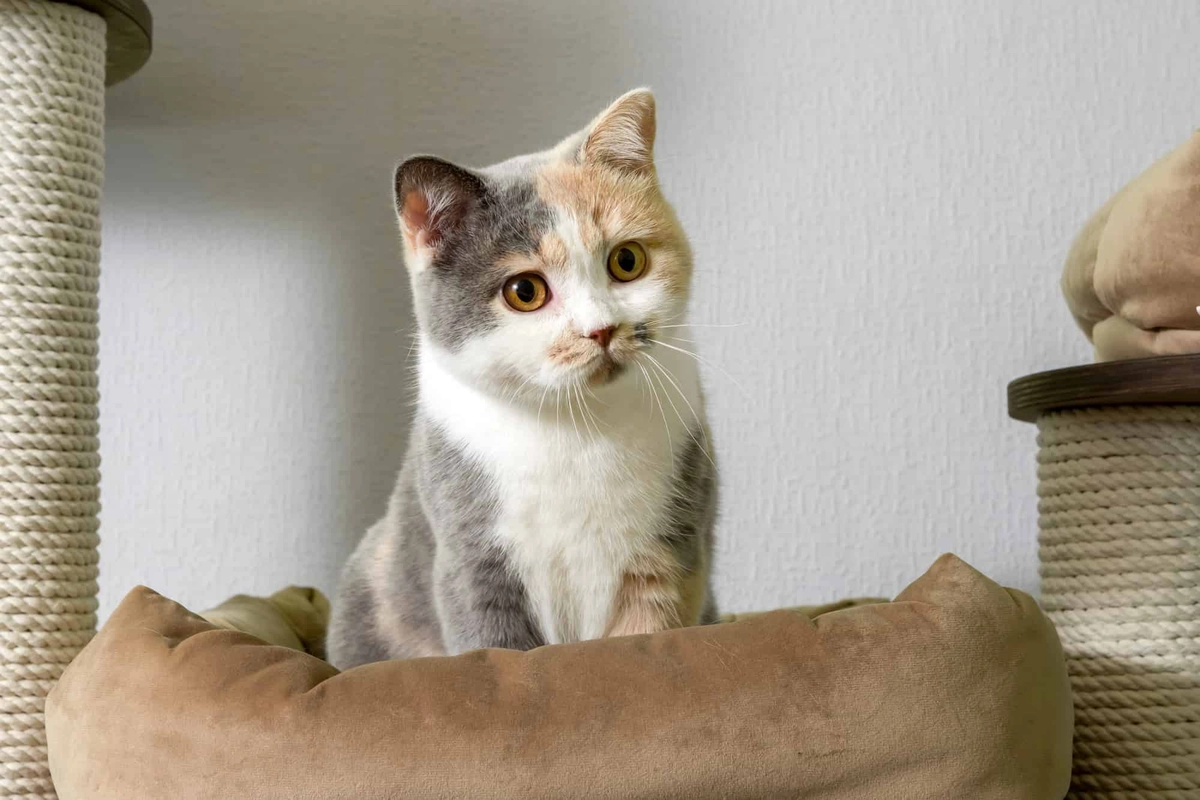 茶と灰色の猫