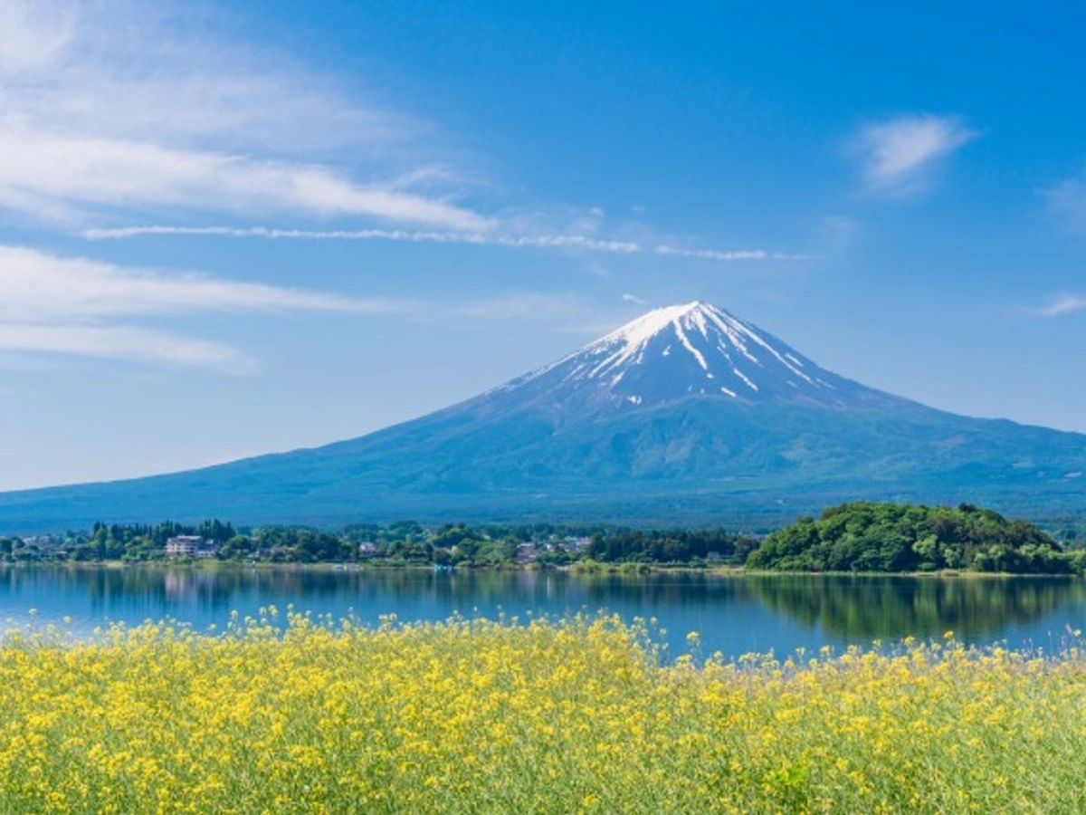 (山梨県)菜の花と富士山