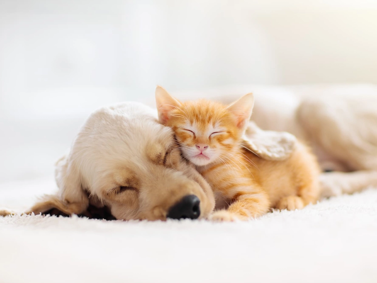 眠る犬と猫