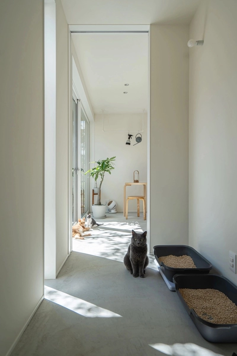 猫が日向ぼっこをしている明るい土間スペースと猫用トイレ