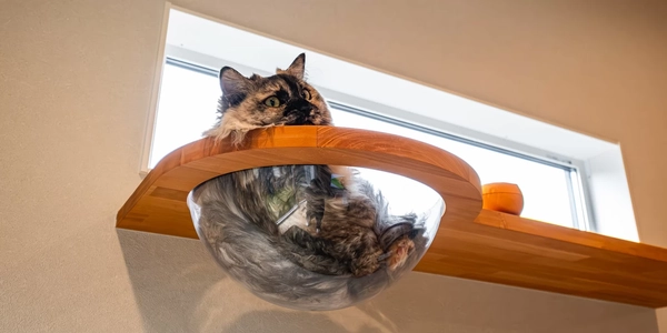 【裾野市】猫と暮らす家