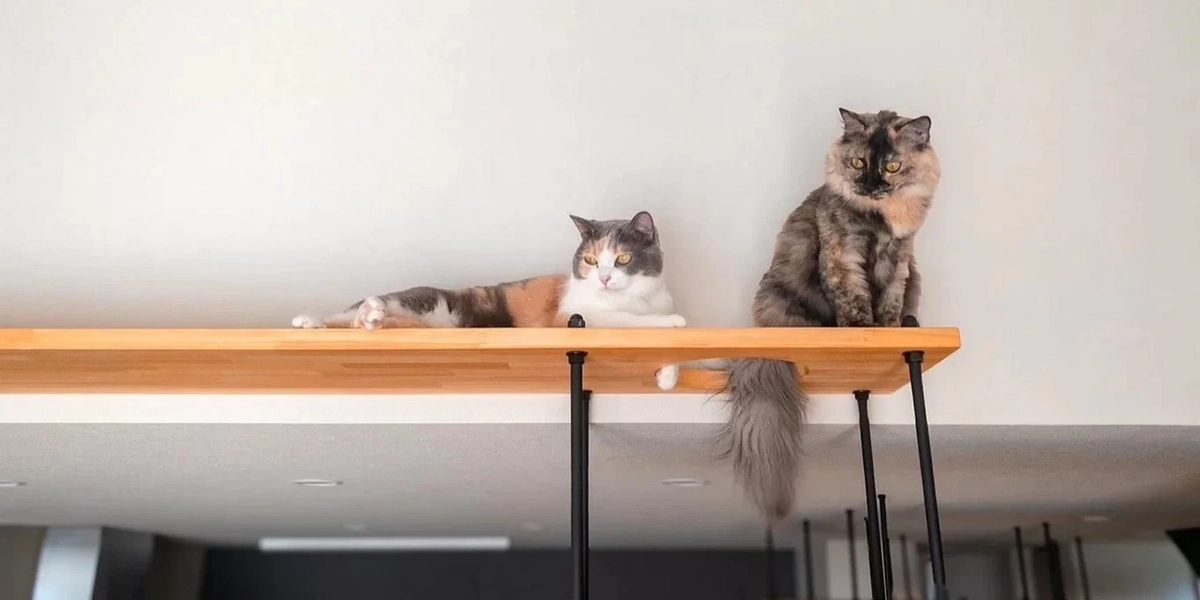 【裾野市】猫と暮らす家