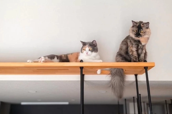 【裾野市】猫と暮らす家