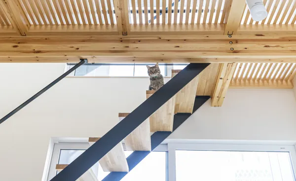 猫と暮らす 陽だまりの家の階段