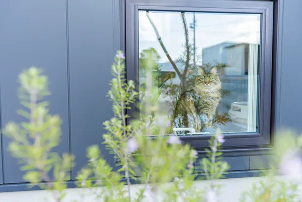 猫と暮らす 陽だまりの家の庭・中庭