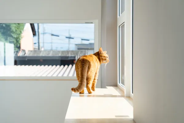 まるで猫のためのお家のインテリア・小物