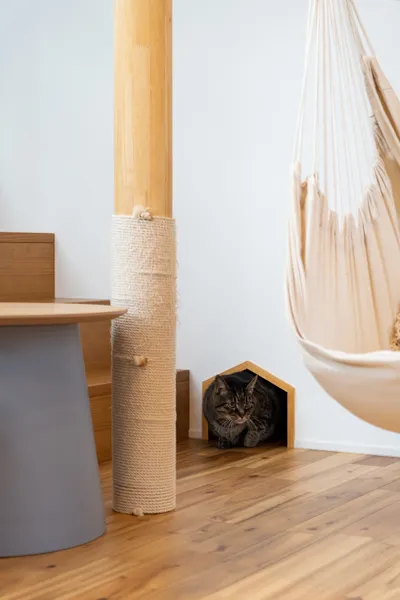 まるで猫のためのお家の室内窓