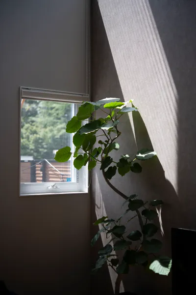 空と緑をひとり占め ダイナミックな吹き抜け空間のリビング・吹き抜け